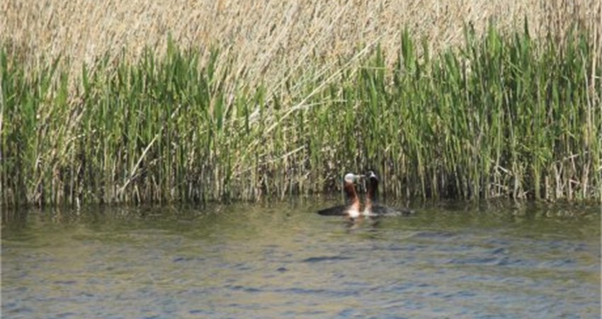 07 Graastrubet_lappedykker_crop_460.jpg