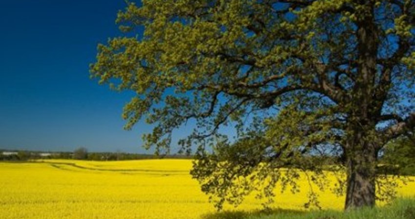 Sommerdag i Kokkedal